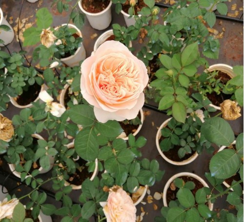 Cây hoa hồng ngoại đứng