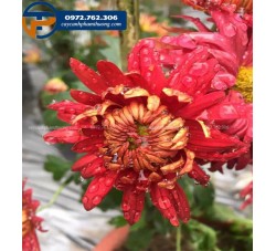 Cây cúc đỏ Ấn Độ loài cúc sống lâu năm có màu hoa thay đổi theo thời tiết