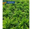 Cây dương xỉ rủ - Dương xỉ thái
