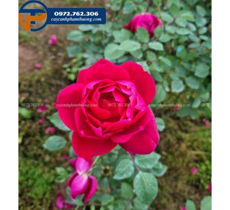 Cây hoa hồng nhung ta - Cây Cảnh Phạm Thương