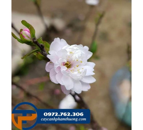 Cây hoa mai trắng - loài hoa tết quen thuộc của Hà Nội xưa