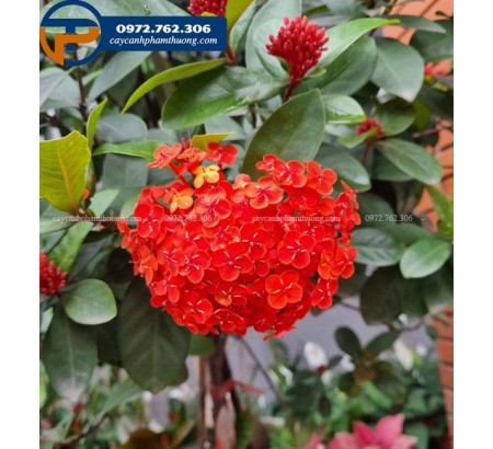 Cây hoa mẫu đơn đỏ - Cây hoa mẫu đơn ta 