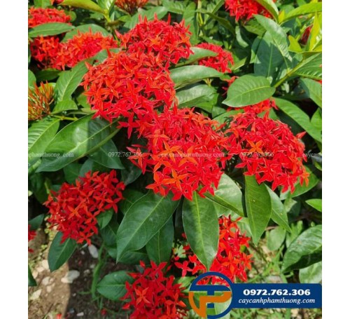 Bán cây hoa mẫu đơn Mỹ hoa quanh năm, đỏ  rực rỡ