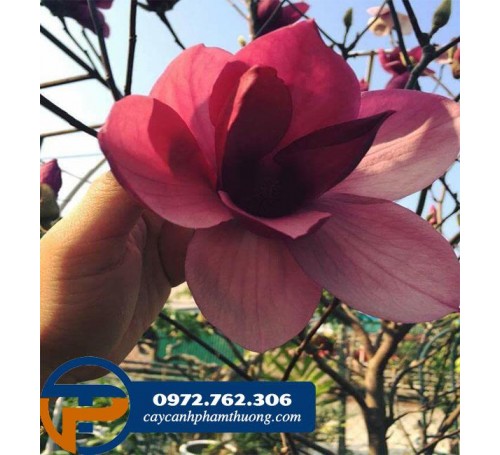 Cây Hoa Mộc Lan hương thơm dịu nhẹ, màu sắc bắt mắt , hoa lâu tàn.