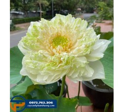 Bán cây hoa sen Quan Âm - Sen Thái đẹp tại Hà Nội