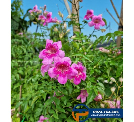 Cây hồng thiên hương leo giàn, cho hoa quanh năm