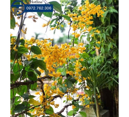 Cây  lan hoàng dương - loại cây dây leo cho hoa vàng buông rủ đẹp nao lòng