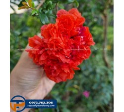 Cây lựu hạnh - Bán cây lựu hạnh hoa đỏ kép