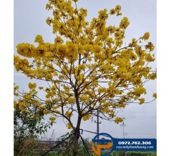 Cây phong linh hoa vàng - Cây Cảnh Phạm Thương