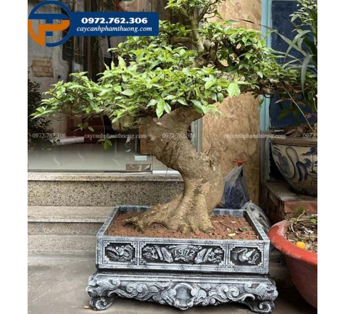 Chậu xi măng hình chữ nhật 70cm x 50cm trồng cây bonsai