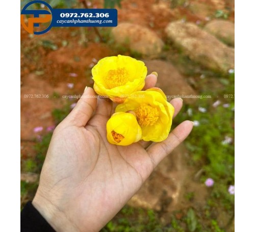 Cây chè hoa vàng - Cây Cảnh Phạm Thương