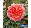 Hoa hồng Abraham - Cây Cảnh Phạm Thương