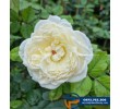 Hoa hồng Guardian Angel - Cây Cảnh Phạm Thương