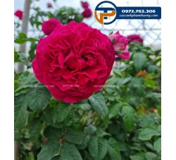 Hoa hồng Kate - Cây Cảnh Phạm Thương
