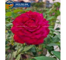 Hoa hồng ngoại Kellogg có bông cực to với sắc đỏ nổi bật, hương thơm nhẹ.