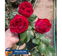 Hoa hồng leo Pháp Red Eden màu đỏ - Cây Cảnh Phạm Thương