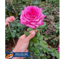 Hoa hồng ngoại Pink Peace màu hồng cánh sen có hương thơm thanh mát