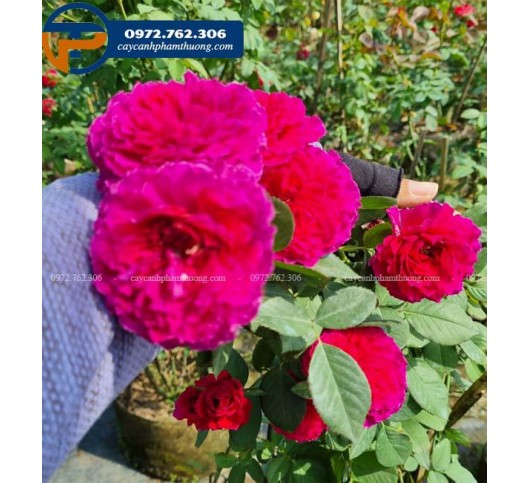 Hoa hồng ngoại Ramukan loài hồng Nhật đẹp cả sắc lẫn hương