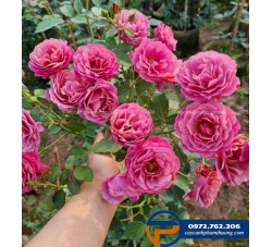 Hoa hồng Nhật Aoi