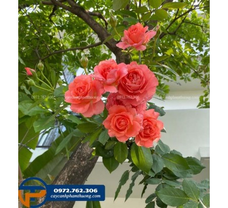 Hoa hồng Nhật Corail Gelee màu cam cá hồi