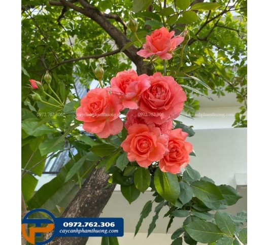 Hoa hồng Nhật Corail Gelee màu cam cá hồi