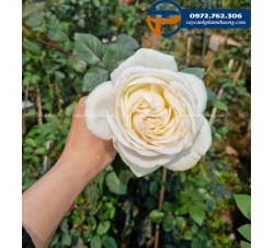 Hoa hồng Pháp Jeanne Moreau - Cây Cảnh Phạm Thương