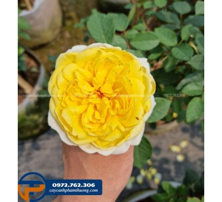 Hoa hồng Poets Wife màu vàng chanh sáng rực cùng hương thơm cực mạnh.