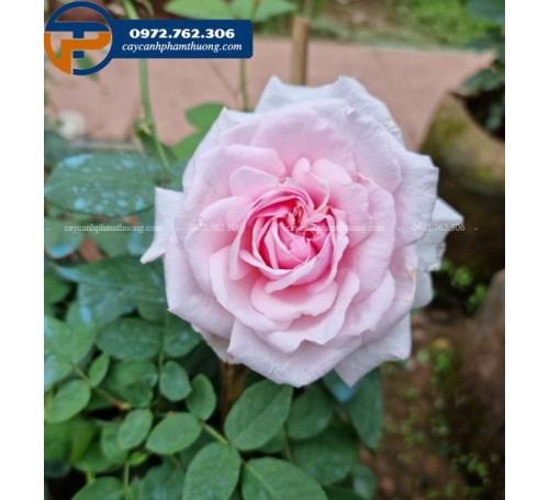 Cây hoa hồng Vân Khôi - Cây Cảnh Phạm Thương