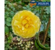 Hoa hồng vàng Molineux - Cây Cảnh Phạm Thương