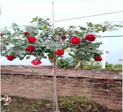 Hoa hồng cổ Sơn La - Cây Cảnh Phạm Thương