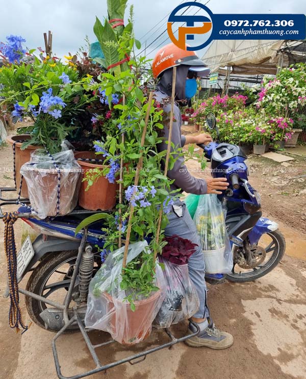 Bán cây hoa thanh xà tại Hà Nội