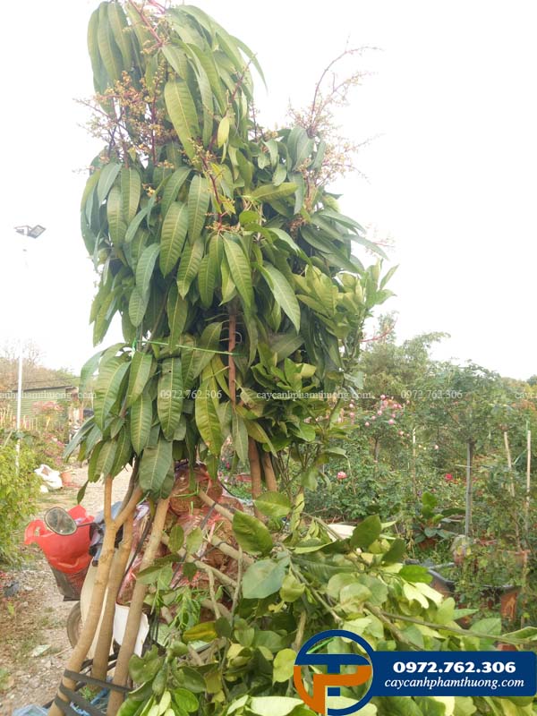 Bán cây xoài Đài Loan ăn quả
