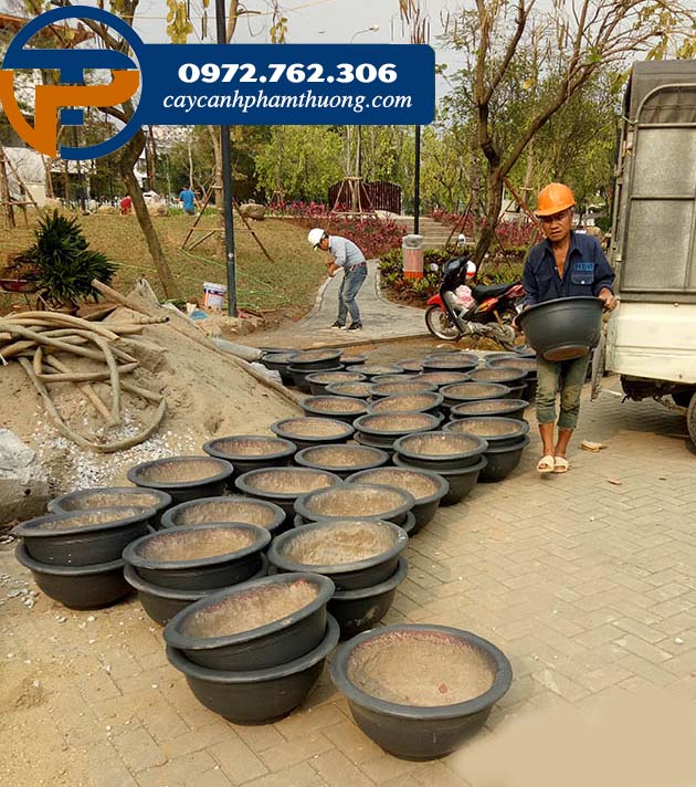 Caycanhphamthuong cung cấp chậu xi măng giá tốt tại Hà Nội