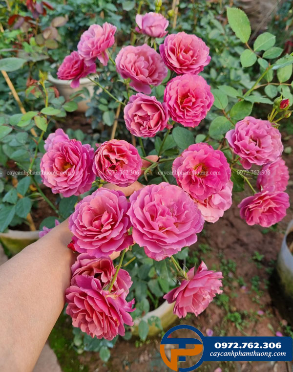 Bán hoa hồng Nhật Aoi