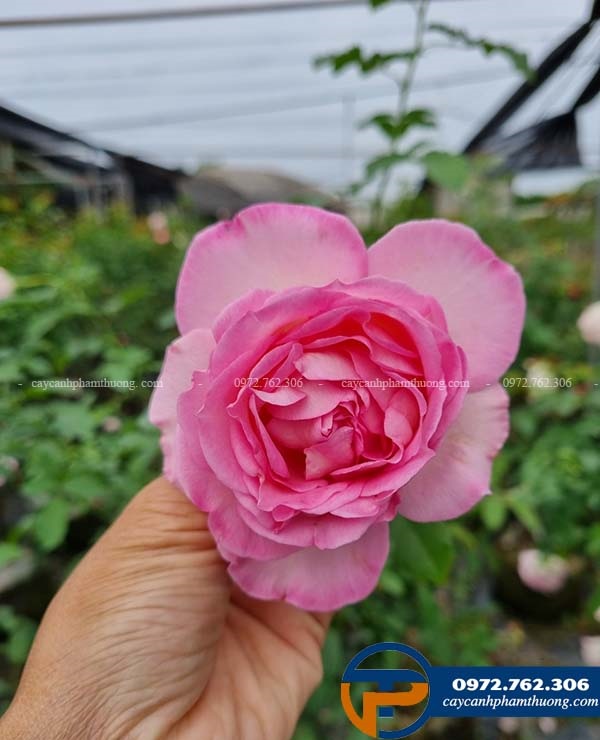 Hoa hồng Bien rose có cánh hoa mềm, mướt, mùi thơm nhẹ dễ chịu