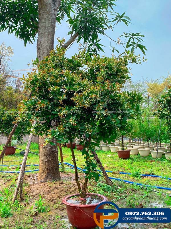 Bán cây cherry brazil trang trí sân vườn