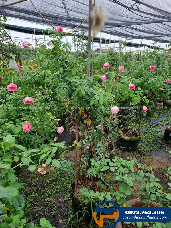 Cây hoa hồng Bien rose cần tắm nắng 4-8 tiếng một ngày