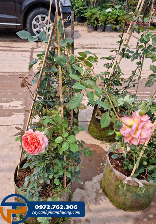 Cây hoa hồng Abraham Darby