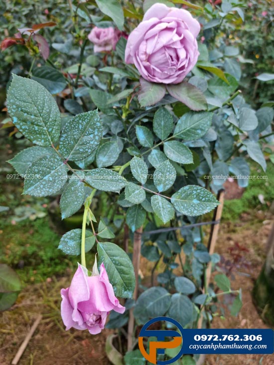 Cây hoa hồng Blue Storm