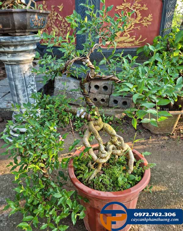 Cây mai hồng ngọc bonsai