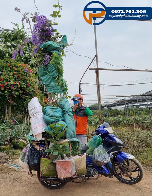 Cây mai xanh thái tại Hà Nội