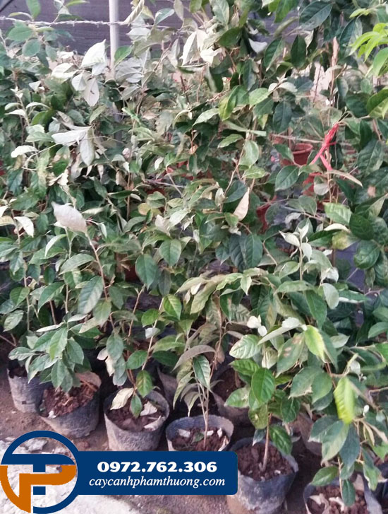 Caycanhphamthuong cung cấp cây nhót giống tại Hà Nội