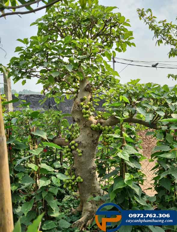 Cây sung bonsai dáng trực