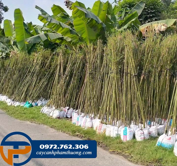 Caycanhphamthuong cung cấp cây tre  thân xanh tại Hà Nội và các tỉnh lân cận 