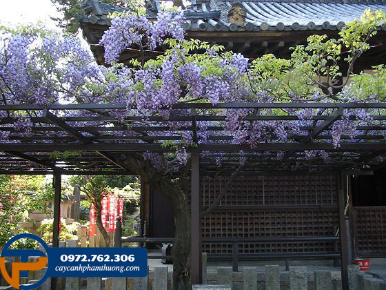 Cây hoa tử đằng trồng giàn tím biếc tại Nhật