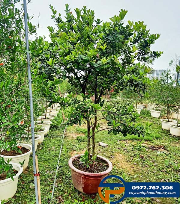 Bán cây cherry brazil tại Hà Nội