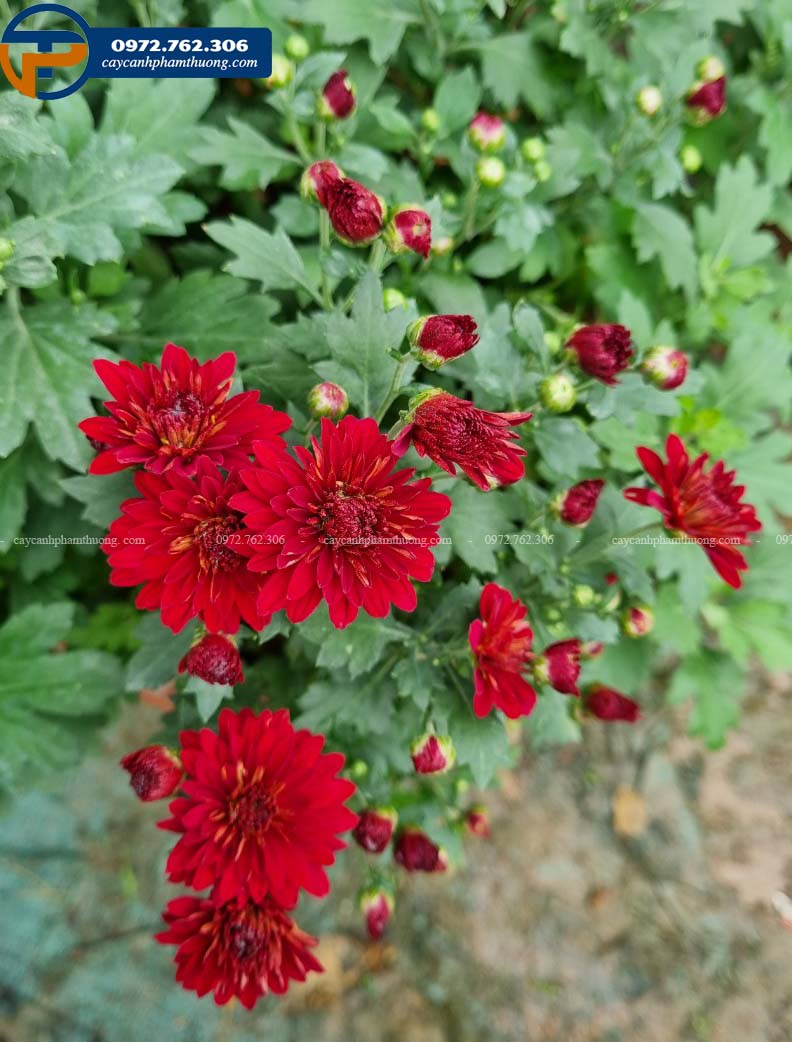 Hoa cúc đỏ n6