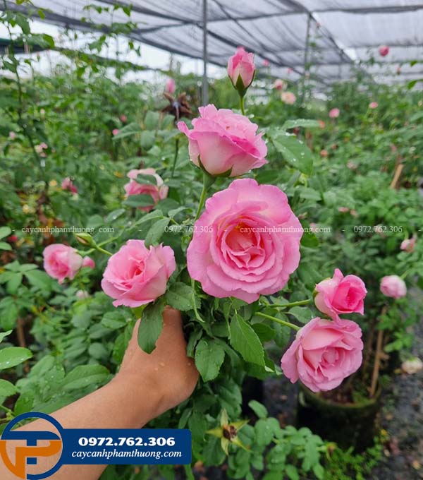 Bán cây hoa hồng Bien rose đẹp tại Hà Nội