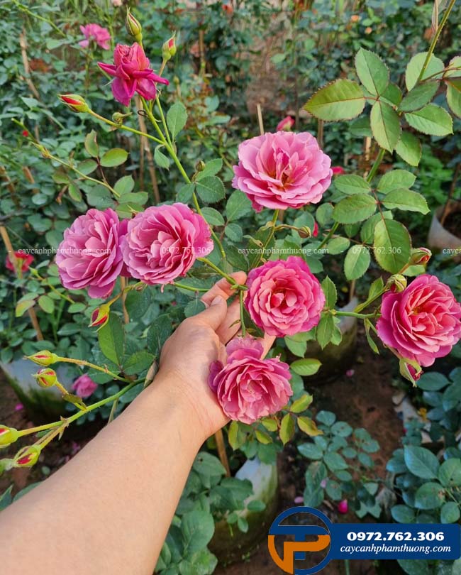 Hoa hồng Aoi
