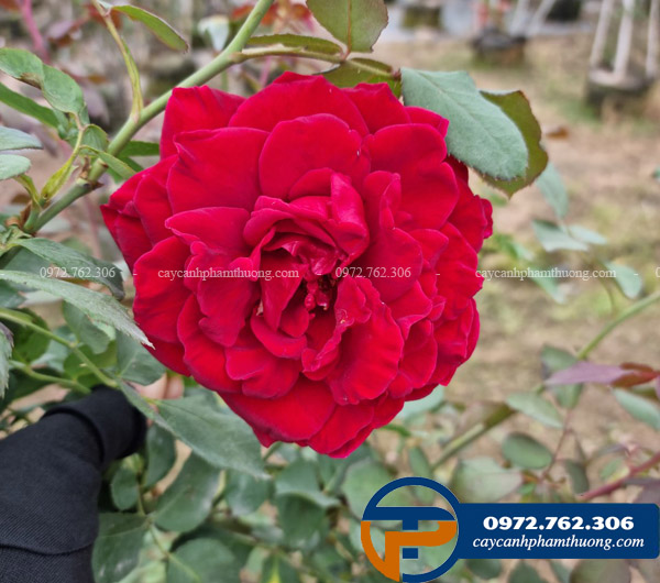 Hoa hồng cồ Sơn La đỏ